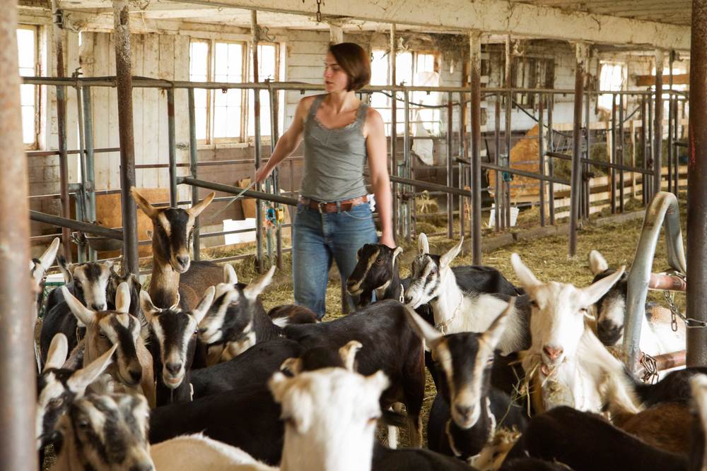 Alison Brings in the Herd for Milking