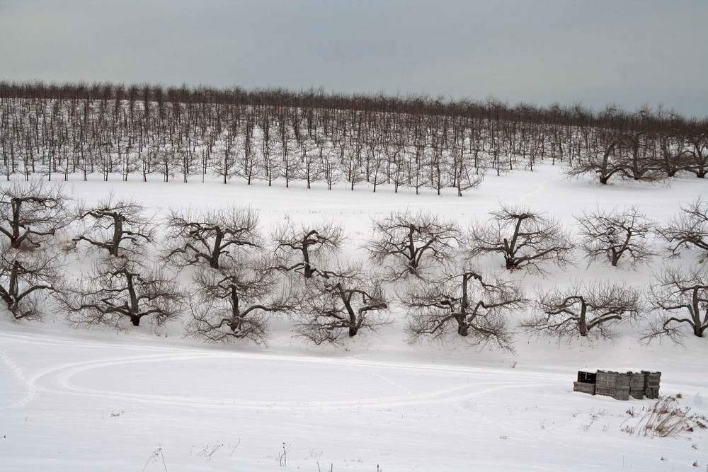 The Orchard in Winter