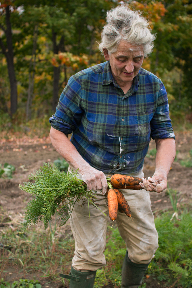Pulling Carrots